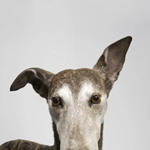 Ballyregan Bob, greyhound