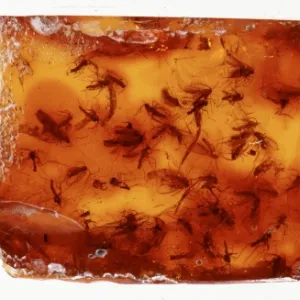 Baltic amber with swarm of fungus gnats