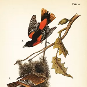 Baltimore oriole or hang-nest, Icterus galbula