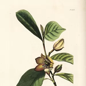 Banana shrub, Michelia figo