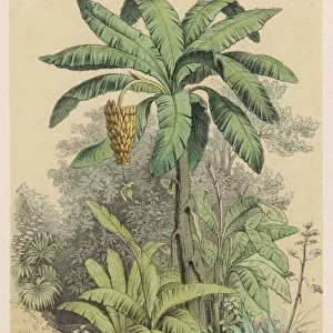 Banana Tree / 1880