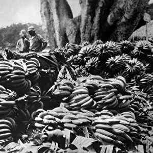 Bananas for Export