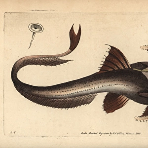Banded or eel-tail banjo catfish, Platystacus cotylephorus