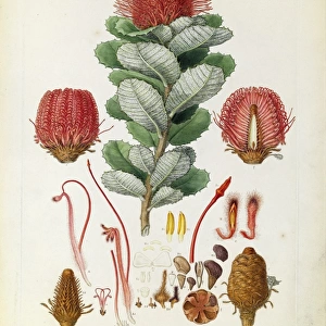 Banksia coccinea, Scarlet banksia