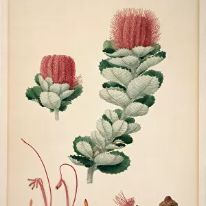 Banksia coccinea, scarlet banksia