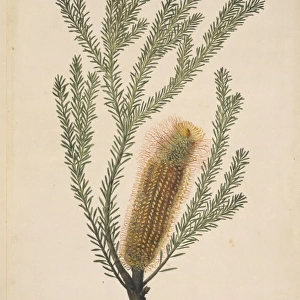 Banksia ericifolia, heath banksia