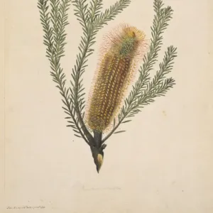 Banksia ericifolia, heath banksia