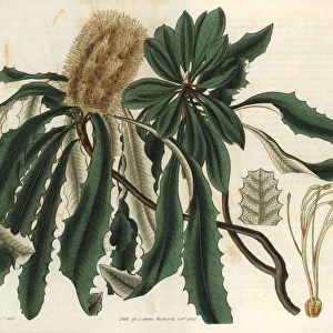 Banksia integrifolia, entire-leaved banksia
