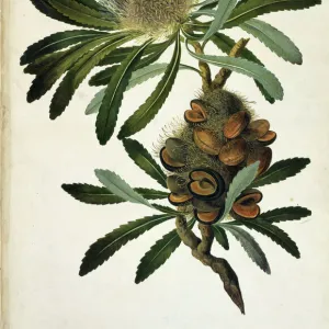 Banksia serrata, old man banksia