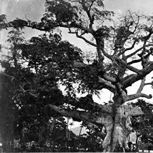 Banyan tree, St. Thomas, West Indies 1873