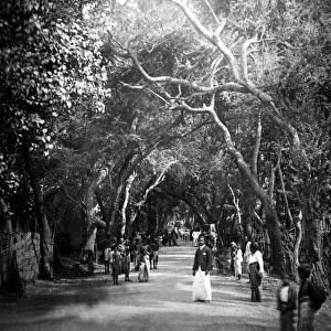Banyan trees, Ceylon (Sri Lanka)