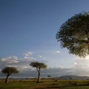 Baobab / Boab Trees