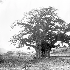 Baobab tree, Cape Verde Islands (1873)