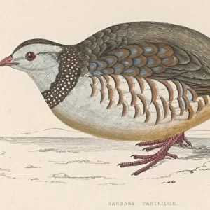 Barbary Partridge (Morr)
