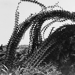 Barbed Wire 1917