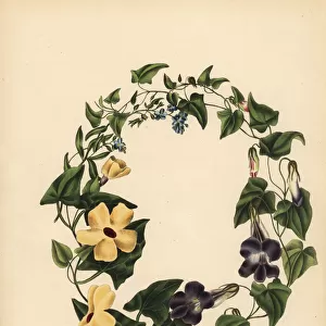 Barclays Maurandia, the winged Thunbergia and Forget me not