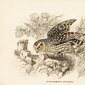 Bare-legged owl, Margarobyas lawrencii