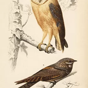 Barn owl, Tyto alba, and European nightjar