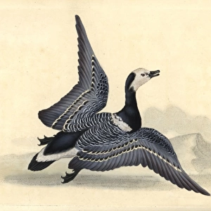 Barnacle goose, Branta leucopsis