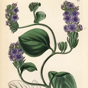 Baron Wrangels eutoca, Eutoca divaricata var. wrangeliana