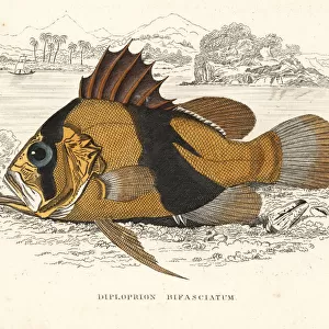 Barred soapfish, Diploprion bifasciatum