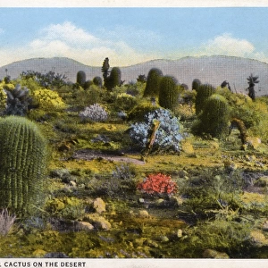 Barrel cactus on the desert - Arizona, USA