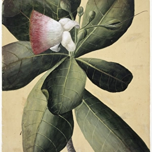 Barringtonia speciosa, barringtonia tree