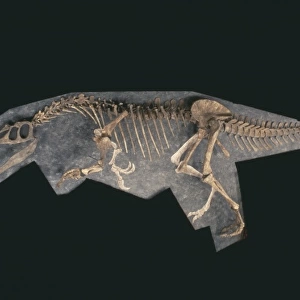 Baryonyx skeleton