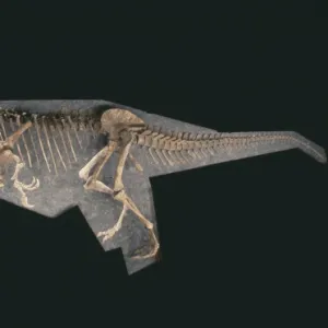 Baryonyx skeleton