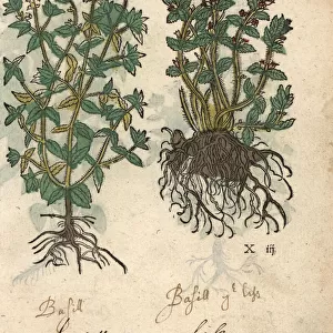 Basil varieties, Ocimum basilicum