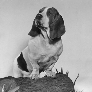 Basset hound on a log