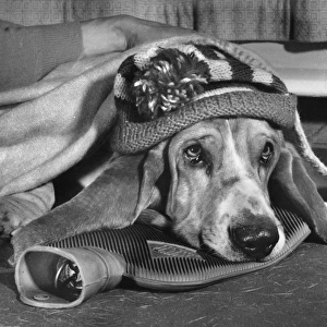 Basset hound with woolly hat and hot water bottle