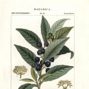 Bay laurel, Laurus nobilis