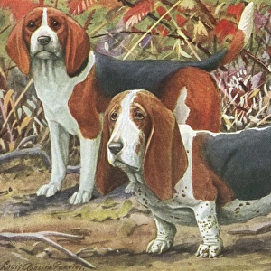 Beagle and Basset Hound