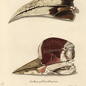 Beak of a toucan, Ramphastos species