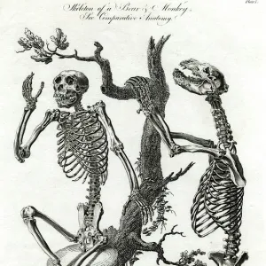 BEAR / MONKEY SKELETONS