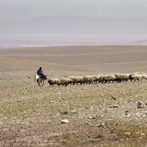 A Bedouin shepherd on a donkey leads his flock, Syria