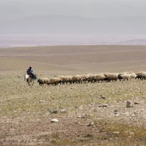 A Bedouin shepherd on a donkey leads his flock, Syria