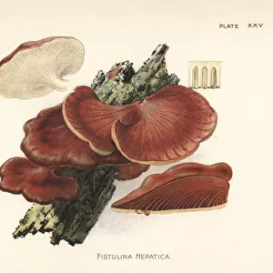 Beefsteak fungus, Fistulina hepatica