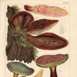 Beefsteak fungus, Fistulina hepatica, edible