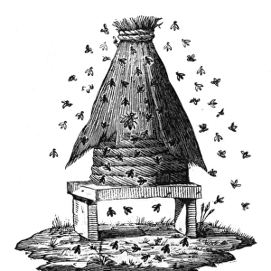Beehive and Bees