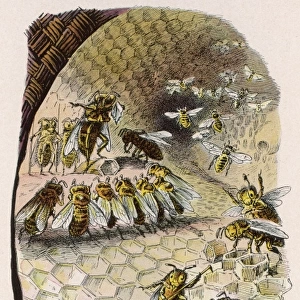 Beehive Scene 1902