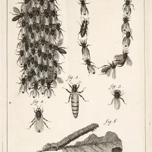 Beehives, queen bees, and worker bees Beehives, queen bees, and worker bees