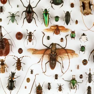 Beetle collection