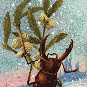 Beetle with mistletoe on a New Year card