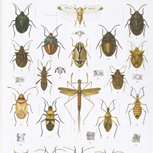 Beetles - Assorted
