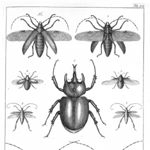 Beetles illustration