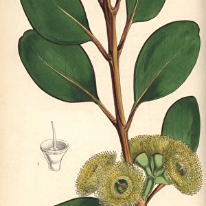 Bell-fruited mallee or Dr Preiss eucalyptus