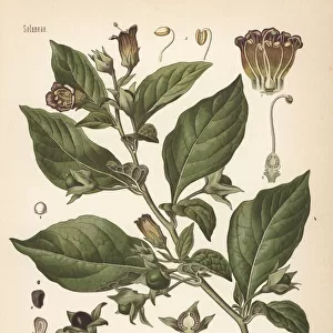 Belladonna or deadly nightshade, Atropa belladonna