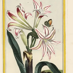 Belladonna lily, Amaryllis belladonna